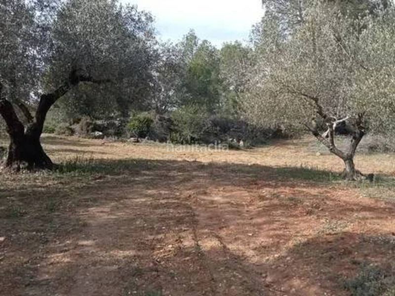 Foto f06087c8-1264-4c27-ab86-5d613cba5865. Finca rústica a Guadasséquies