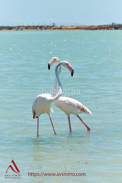 Foto 7a78e03a-1447-49fd-8961-02fa1c57a6db. Location maison dans calle río miño 120 dans San Pedro del Pinatar San Pedro del Pinatar