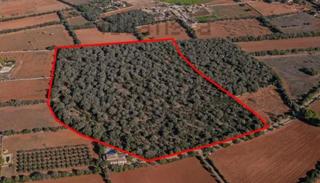 Terreny residencial a Felanitx Poble. Terreno rústico con proyecto para vivienda unifamiliar en felani