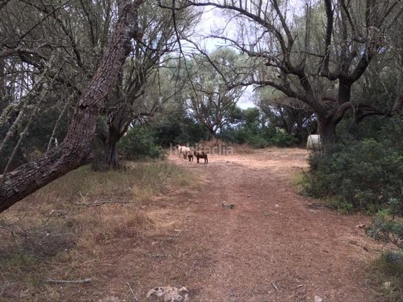 Foto 0021ff2c-8692-4787-b6e5-76f93a2fc603. Terreny residencial a Felanitx poble Felanitx