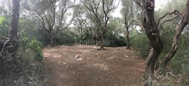 Foto 501989b1-229a-42c3-b0da-ecb55c4f9d9e. Terreny residencial a Felanitx poble Felanitx