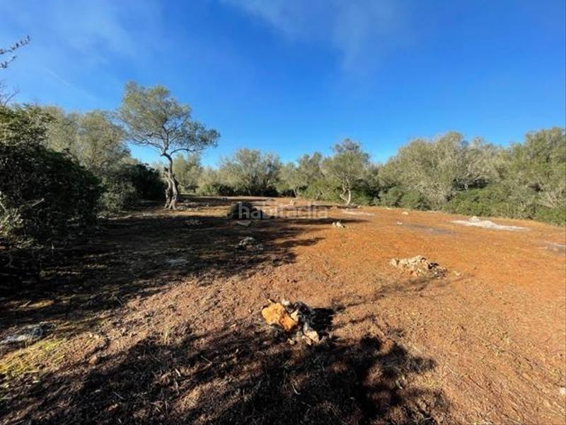 Foto 61815c80-01f8-4e8f-a2cc-34b58b7c2e09. Terreny residencial a Felanitx poble Felanitx