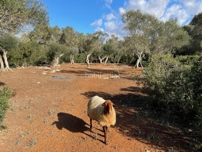 Foto b1a96b36-78ec-45e7-9b70-0e51896ceb8a. Terreny residencial a Felanitx poble Felanitx