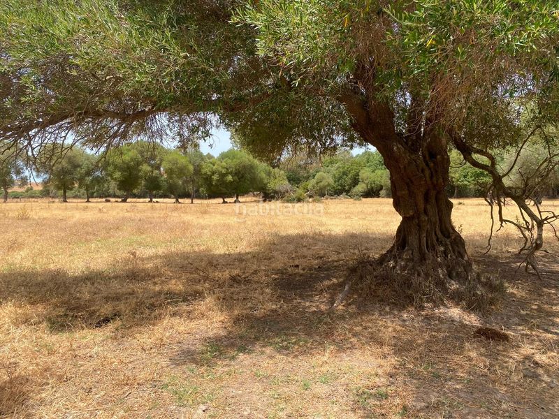 Foto 34e4d66d-787d-4182-8708-b5f1693cceb6. Finca rústica a Alcalá de los Gazules