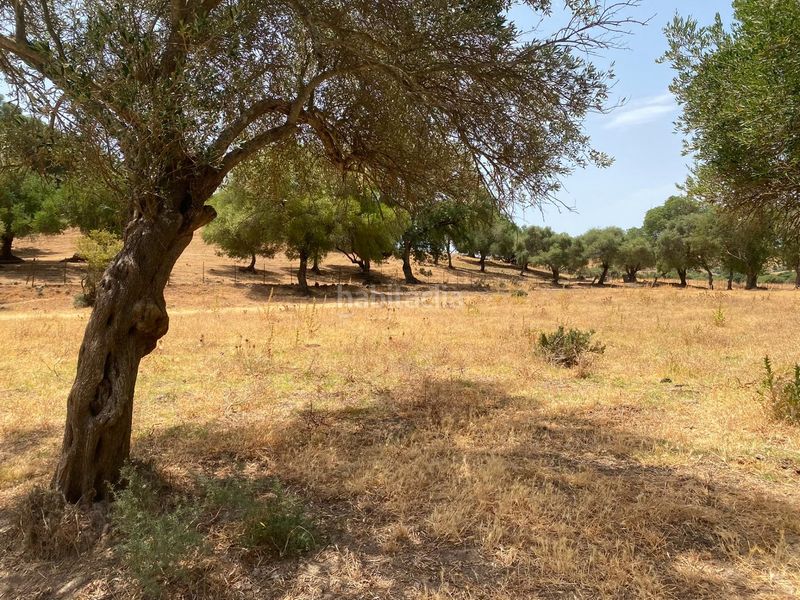 Foto 5c5a9c9c-3be6-4c70-b256-6df90555e18e. Finca rústica a Alcalá de los Gazules