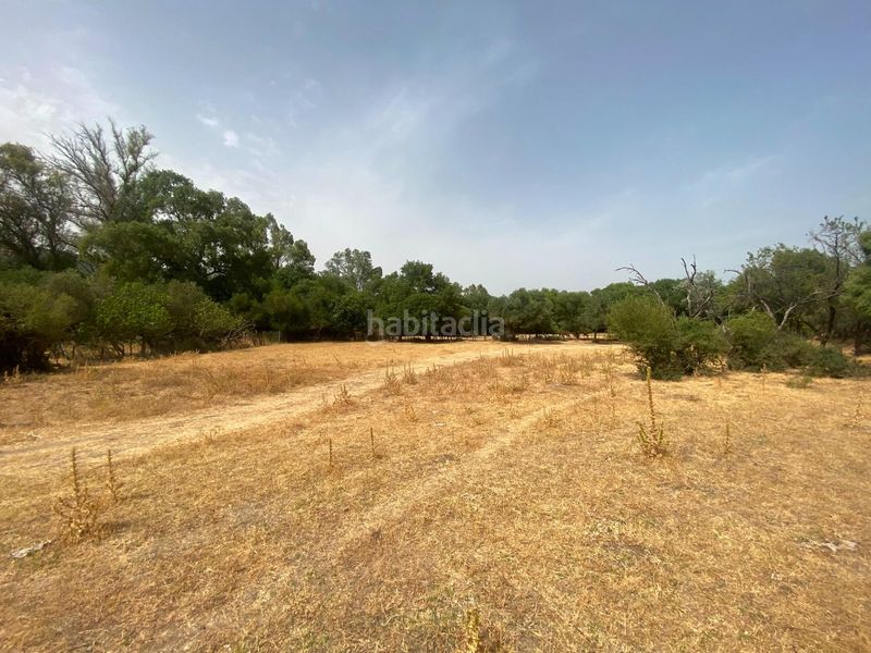 Foto d98b3924-5c4d-4b06-b8d4-5911981584b5. Finca rústica a Alcalá de los Gazules