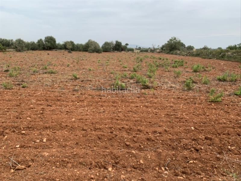 Foto 6e87b84d-920c-4735-aa03-3f8310af5329. Fondo rustico in Felanitx poble Felanitx