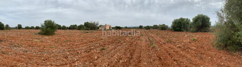 Foto fe49127d-81e1-43a9-9617-7a645889ead6. Fondo rustico in Felanitx poble Felanitx