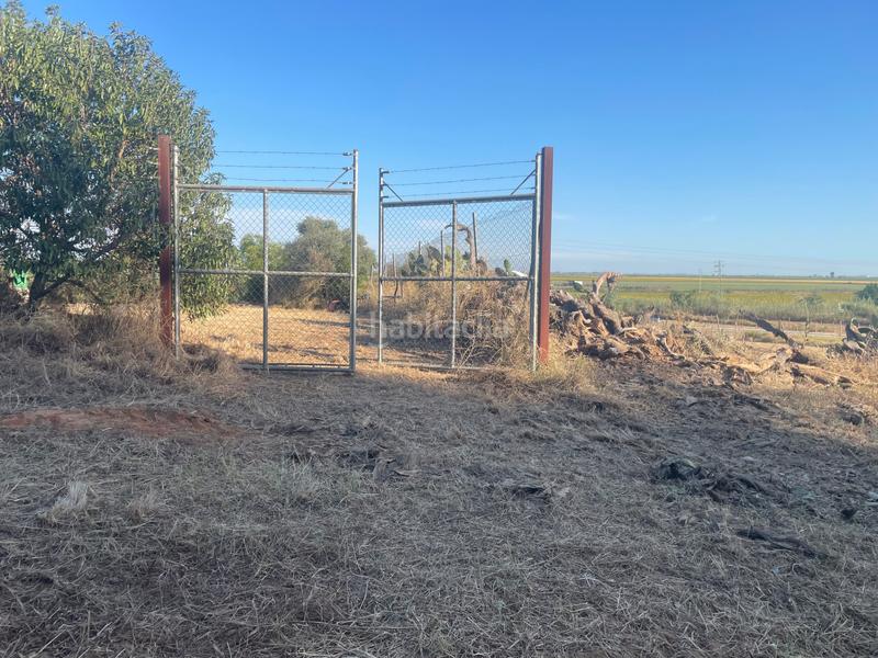 Foto 3bcc425b-938f-46ad-92e8-eeb0c07893b6. Finca rústica en a8050 20 parcela junto arayanes en Puebla del Río (La)