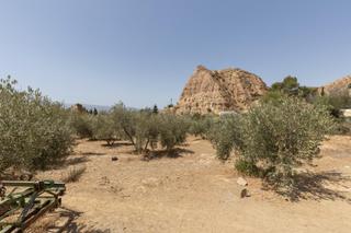 Fondo rustico in Guadix. Venta de finca de labor con olivos