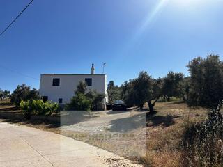 Casa en Partidas Norte. Finca de olivar con vivienda unifamiliar en plena produccin  te