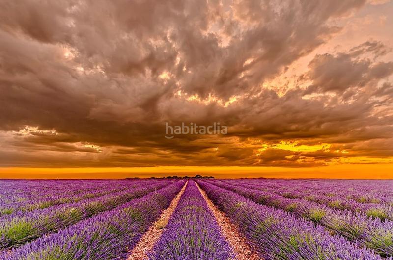 Foto b3af25d2-3d24-4913-887a-b450a9e168de. Pis a Alovera