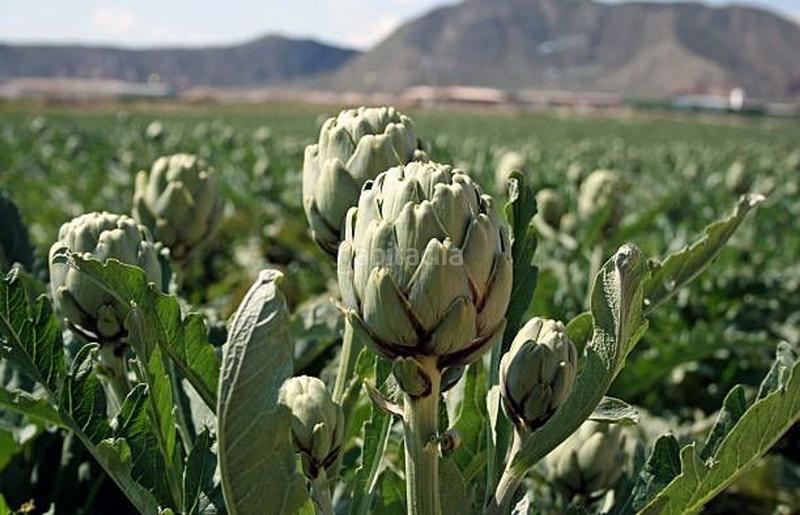 Foto a7f93304-b092-4e36-84a0-7914e4999570. Casa en Altorreal - El Chorrico Molina de Segura