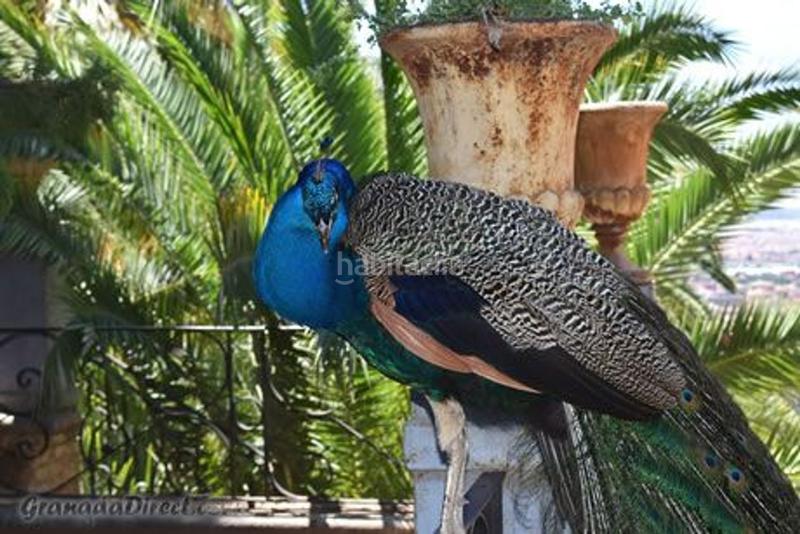 Foto e615bf25-bbb6-4c32-a464-1b00fe482d06. Casa adossada a Atarfe