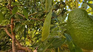 Finca rústica a El Romeral-Peñón de Zapata