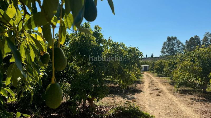 Foto 726d9125-edb6-4e0c-a1bf-c00aaf739572. Finca rústica en El Romeral-Peñón de Zapata Alhaurín de la Torre