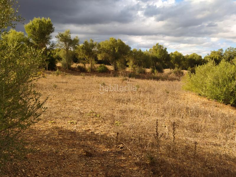 Foto 4e7b57d1-61ff-4734-8327-88986555d891. Finca rústica en Sencelles