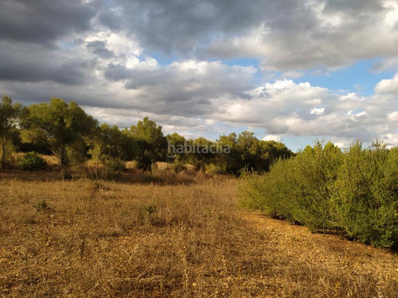 Foto cc3f35a8-222f-4232-a774-4af26a5676a4. Finca rústica en Sencelles
