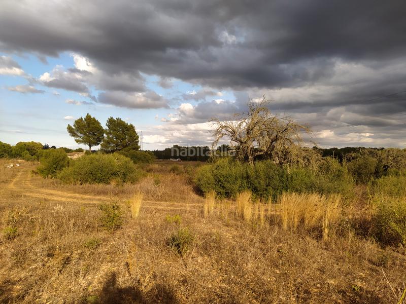 Foto fa5fdf6b-d6d8-4757-93ed-ce68366aebf9. Finca rústica en Sencelles