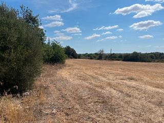 Rural plot  N/a. Tramuntana home property