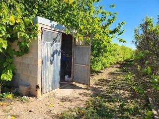Finca rústica a Santa Bàrbara. Fantástico terreno de naranjos