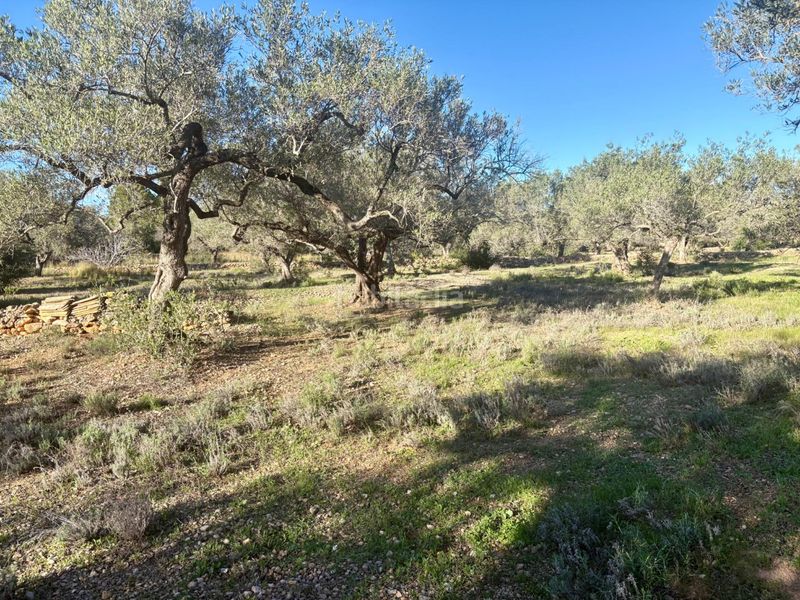 Foto 6207cdc5-815c-42e4-ae90-f5ece7dbcbbc. Casa a Ampolla (L´)