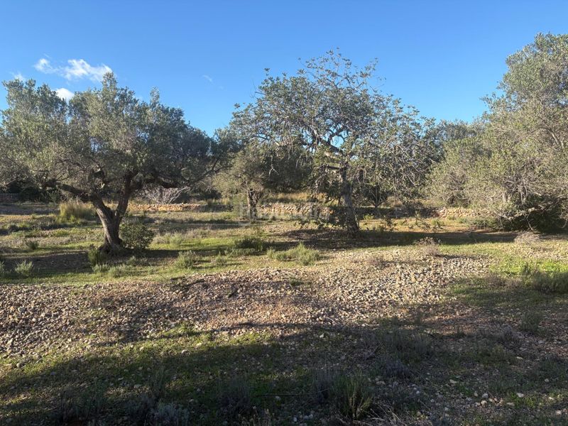 Foto 7968648f-c482-40d4-9ab0-809c72c06f3f. Casa a Ampolla (L´)
