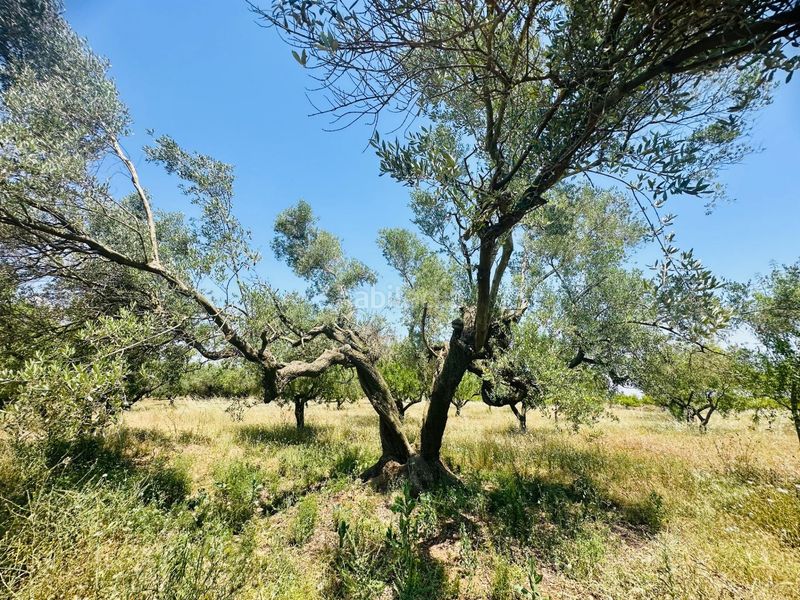 Foto c5d0afbf-82a7-4ac0-865e-916c0a0d6a2c. Casa a Godall