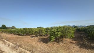 Finca rústica a Masdenverge. Finca de regadío plantada de cítrico en santa bárbara