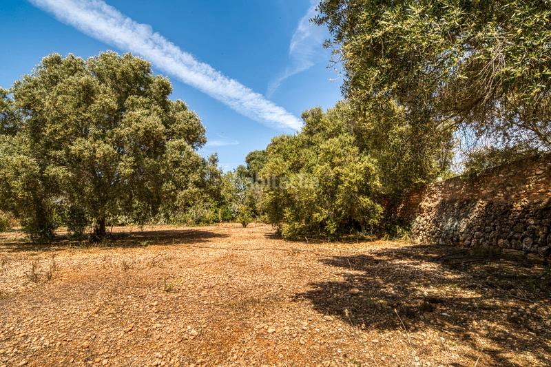 Foto f9b4350d-224c-4520-89bc-8eec07a69f3d. Masía finca/ chalet rustica en Llucmajor interior Llucmajor