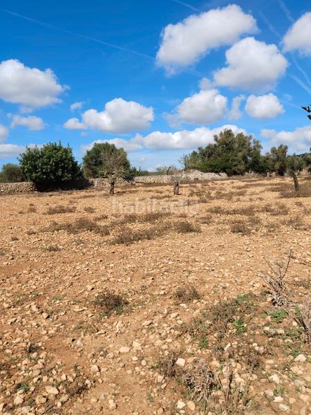 Foto 0ee40f54-9eb0-4e4e-88cf-aafbabe44762. Fondo rustico in Manacor centre Manacor