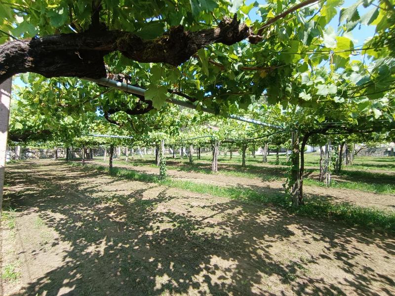 Foto 555f0935-1ebc-4f38-90c8-376ff47d69ef. Casa  con piscina en Portas