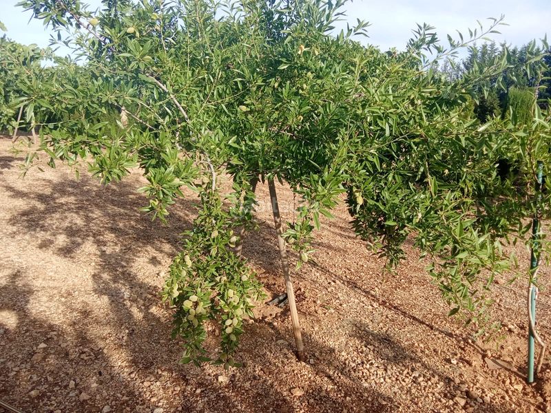 Foto 5b7531c4-4ec4-4d0a-9de3-78eea55dcddb. Finca rústica a Área Rual - Valverde - Las Casas Ciudad Real