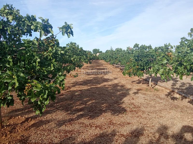 Foto 6c90e2d5-7b06-4f40-abed-805ce8e29052. Finca rústica a Área Rual - Valverde - Las Casas Ciudad Real