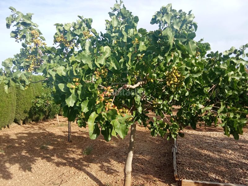 Foto 75bd2845-993f-46d7-a8a0-8201935c5150. Finca rústica a Área Rual - Valverde - Las Casas Ciudad Real