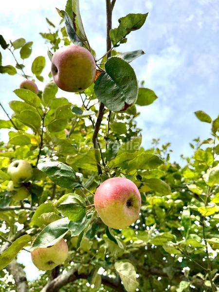 Foto 305f8ee8-c686-442f-a34f-f64b596413ce. Propriété dans Parroquias Norte Siero