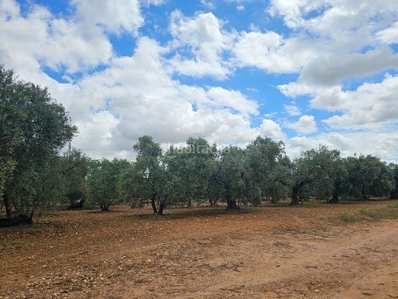 Foto 390fb067-6023-4c11-ad4b-c0d2022acfc0. Finca rústica a Carmona