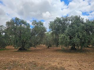 Finca rústica en Carmona. Venta de olivares en carmona