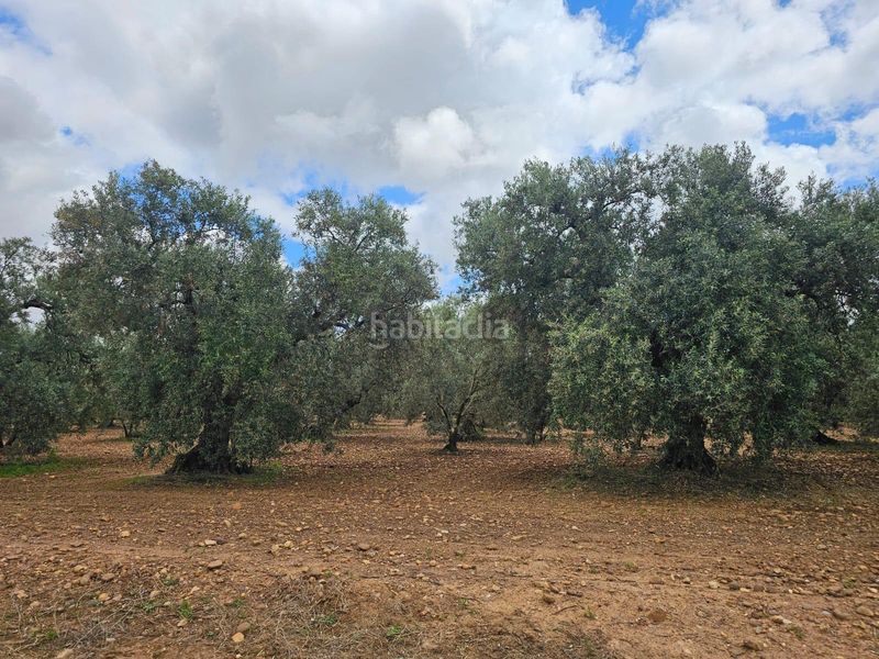 Foto 6582466f-c2ba-4b5e-b897-c29be19d0fa4. Finca rústica a Carmona