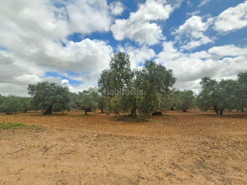 Foto 8239f13e-cc99-4526-b9b4-1c4d7a41794d. Finca rústica a Carmona