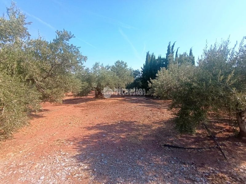 Foto 5373098d-e79d-40c5-ac73-a5aff0bbc09c. Masia a Vilches