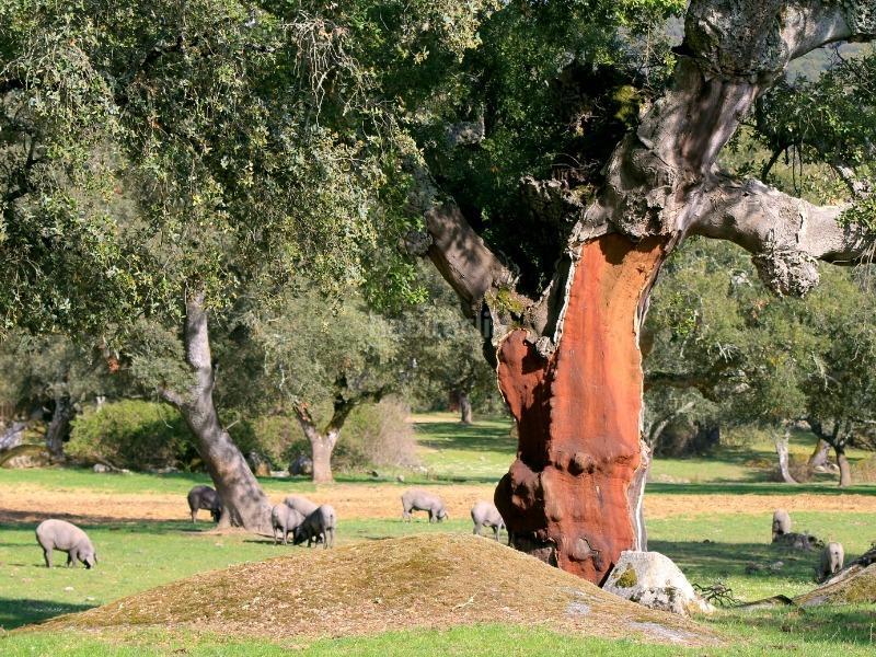 Foto 2610883f-a4f5-4741-bc31-0e5ebdcd1883. Rural plot in Centro Mérida