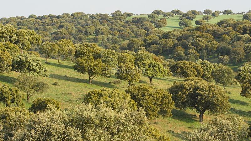 Foto 98c3edbc-bf80-4887-97e7-5bcf82d47e3d. Rural plot in Centro Mérida