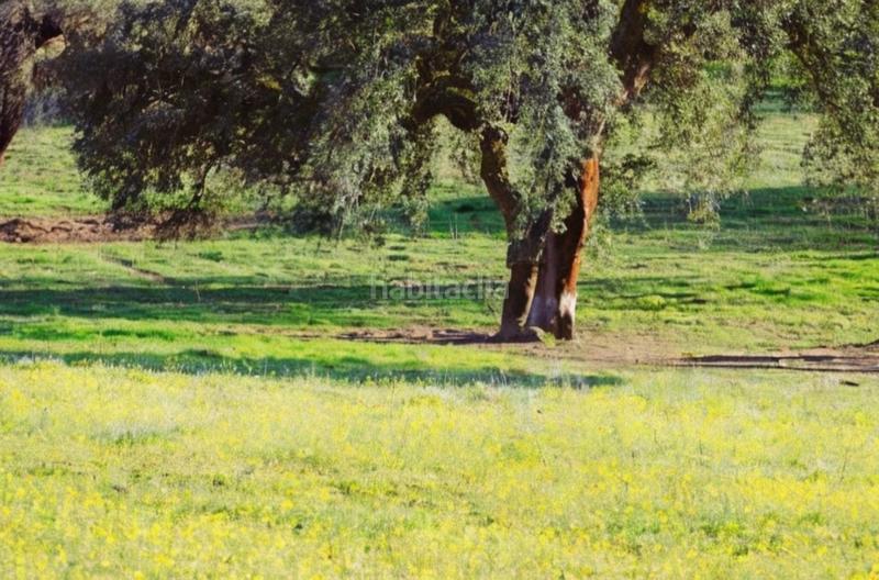 Foto ca8ee6d3-2ed2-49b5-b5e1-4d191d084220. Rural plot in Centro Mérida