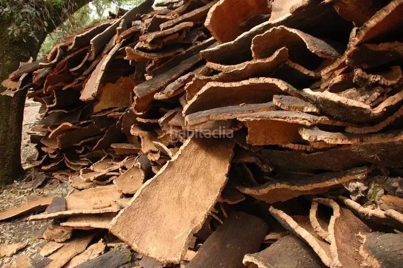 Foto fc3af877-a502-460e-9ab9-8258cd724c19. Rural plot in Centro Mérida