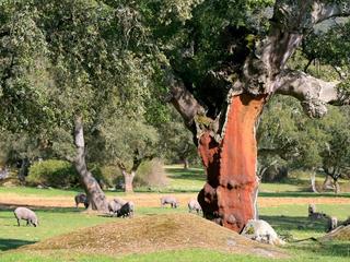 Finca rústica a Centro. Excepcional finca ganadera en venta y de labor 520 hectáreas de
