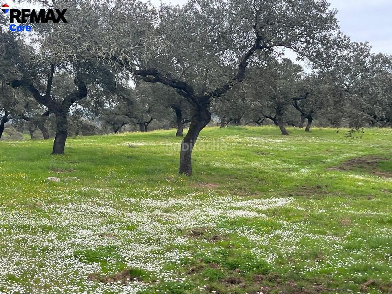 Foto 4d3840b6-1785-4ec5-b1a5-84d32c43ccf5. Finca rústica a Jerez de los Caballeros