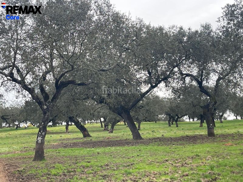 Foto d5412076-66c5-42be-a99e-31d3443a5bf1. Finca rústica a Jerez de los Caballeros