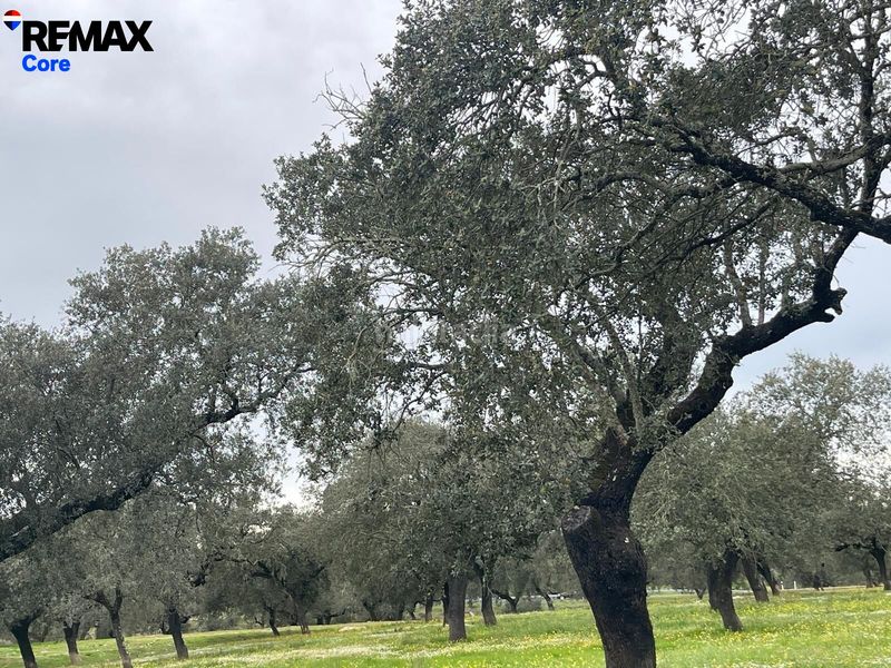 Foto d99dd2f0-b84c-4c81-905b-1691a0525775. Finca rústica a Jerez de los Caballeros