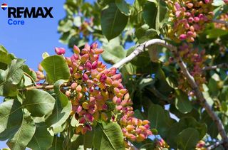 Finca rústica a Talavera la Real. Oportunidad de inversión finca de regadío de 160 ha con pistacho